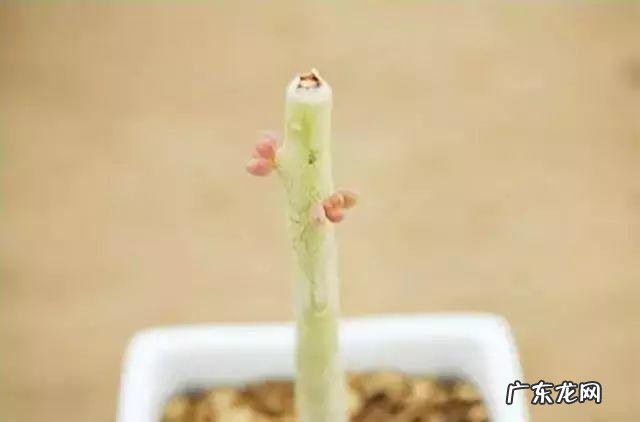 达克宁软膏的作用说明书 达克宁软膏的作用与功效