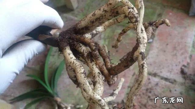 达克宁软膏的作用说明书 达克宁软膏的作用与功效