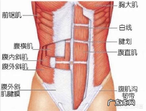 如何锻炼才能锻炼出腹肌？