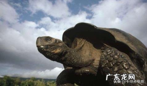 千年神龟真的存在吗?世界上最大的乌龟有多大?