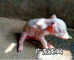 猪得了链球菌有哪些症状,如何正确治疗?