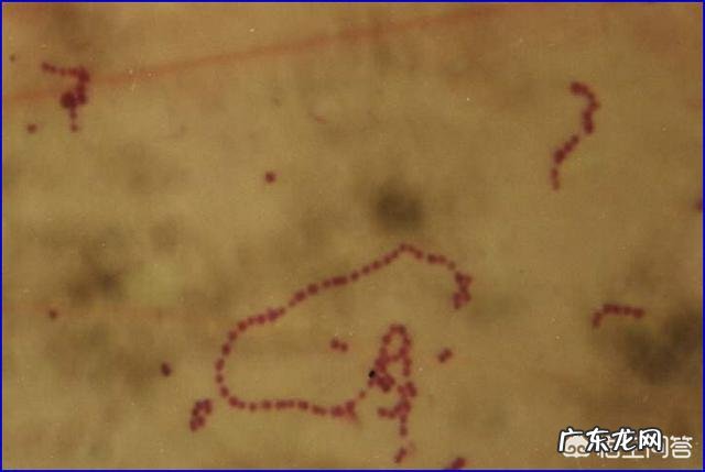 猪得了链球菌有哪些症状,如何正确治疗?