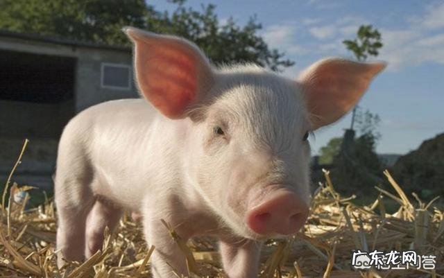 猪得了链球菌有哪些症状,如何正确治疗?