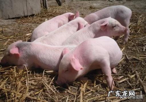 猪得了链球菌有哪些症状,如何正确治疗?