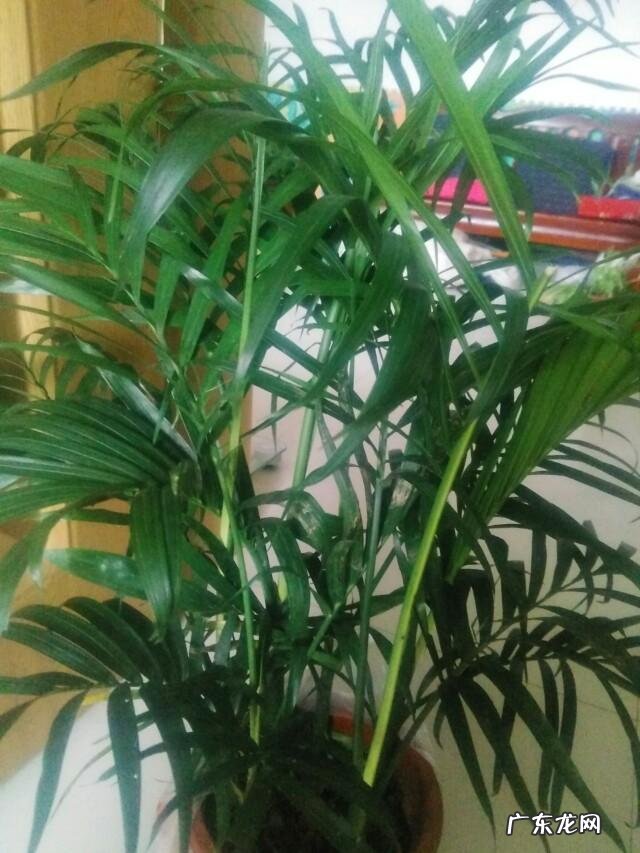 有哪些适合家庭养的大绿植?