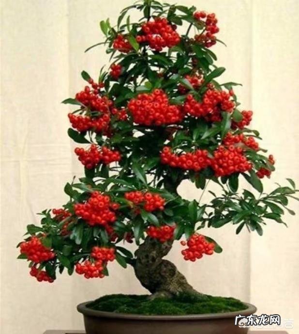 有哪些适合家庭养的大绿植?