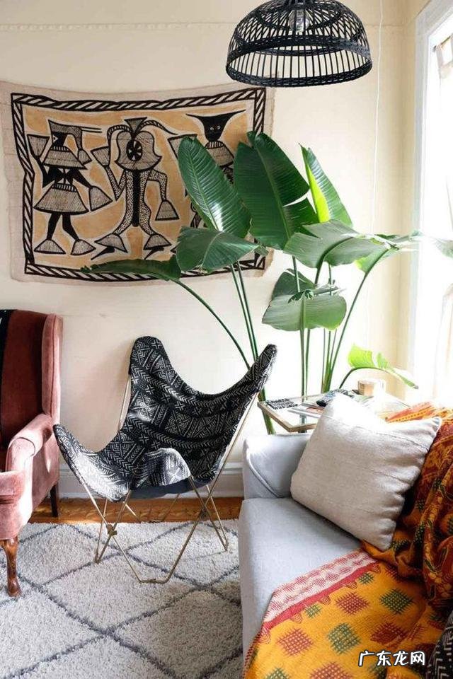 有哪些适合家庭养的大绿植?