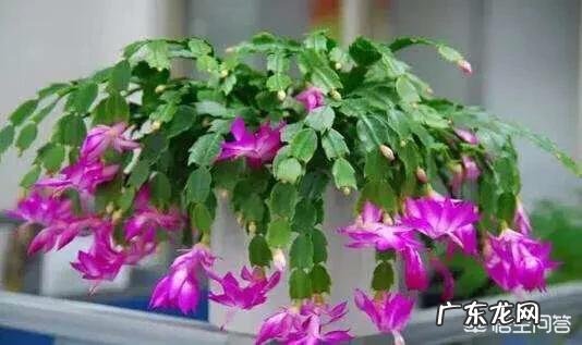 有哪些适合家庭养的大绿植?