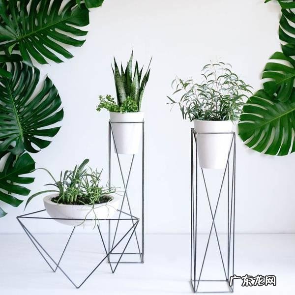 有哪些适合家庭养的大绿植?