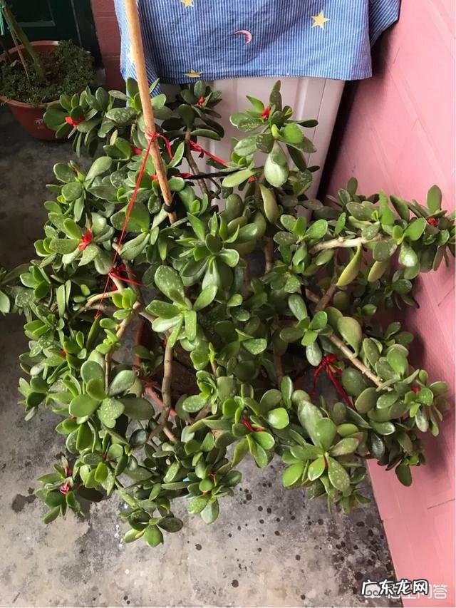 有哪些适合家庭养的大绿植?