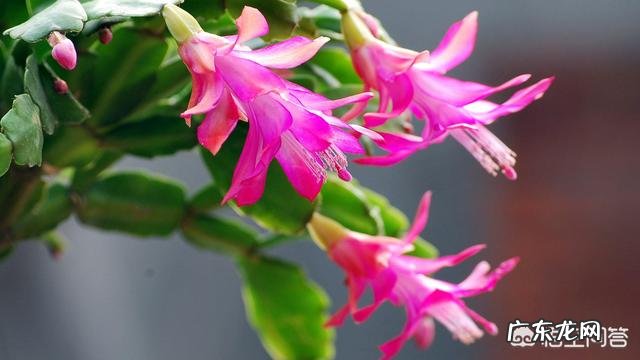 有哪些适合家庭养的大绿植?