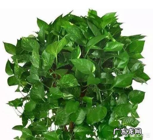 有哪些适合家庭养的大绿植?