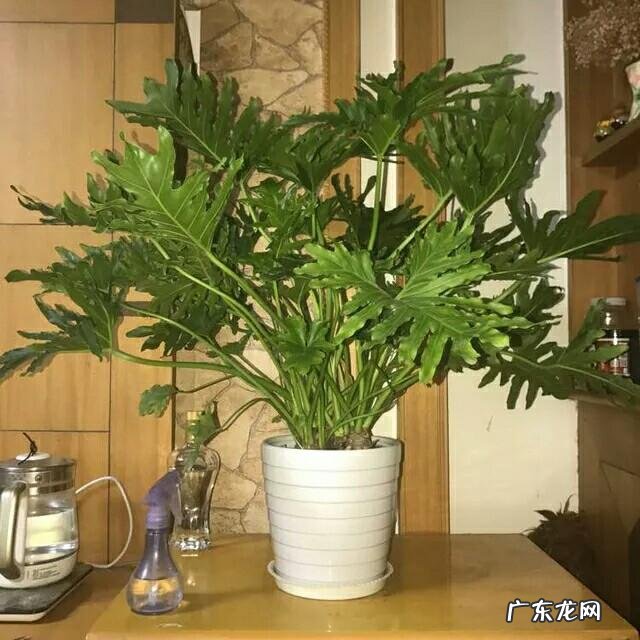 有哪些适合家庭养的大绿植?