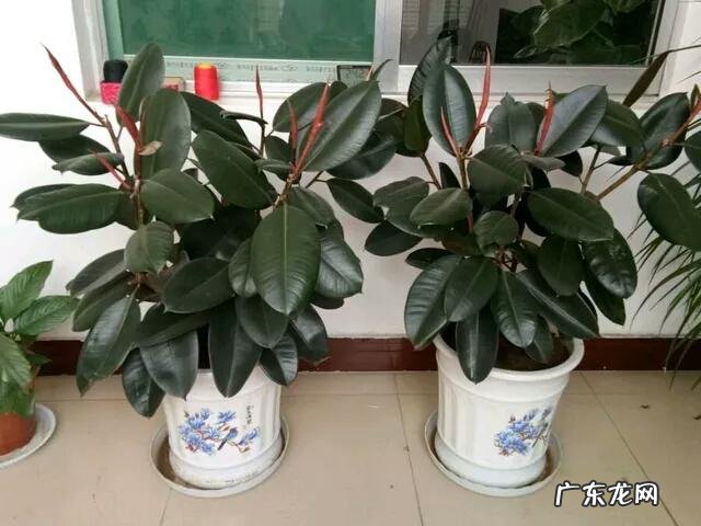 有哪些适合家庭养的大绿植?