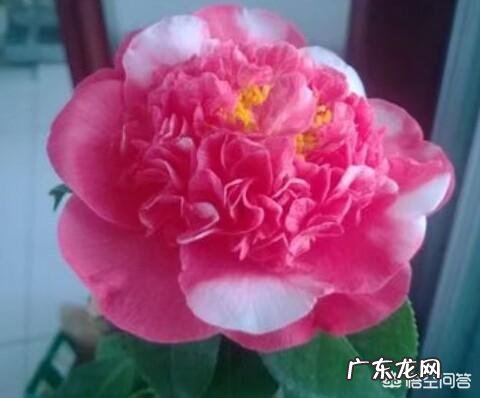 有哪些适合家庭养的大绿植?