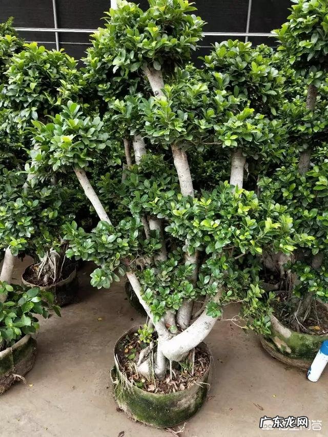 有哪些适合家庭养的大绿植?