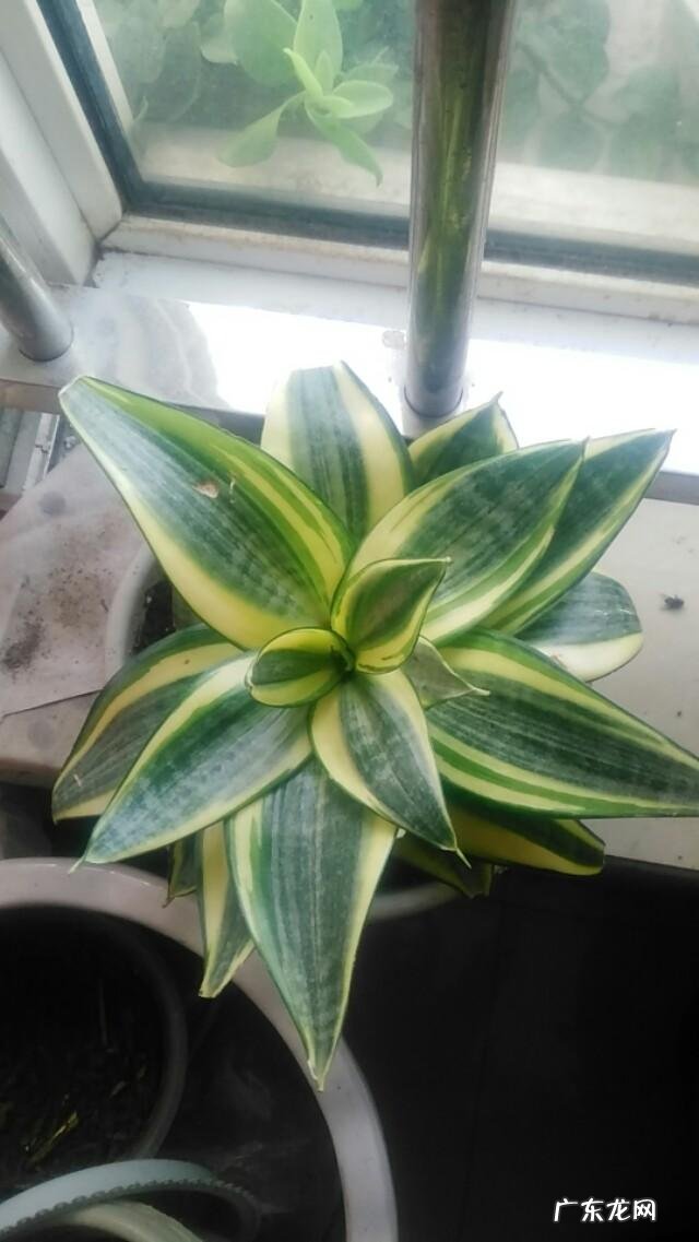 有哪些适合家庭养的大绿植?