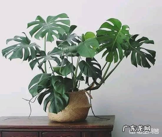 有哪些适合家庭养的大绿植?