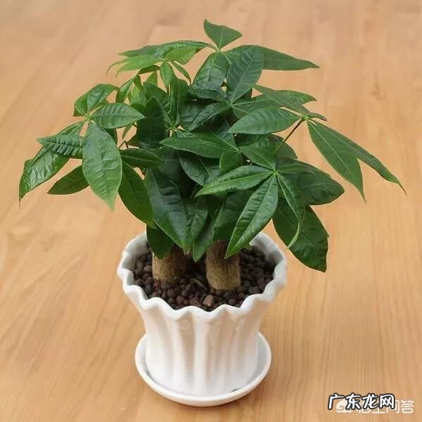 有哪些适合家庭养的大绿植?