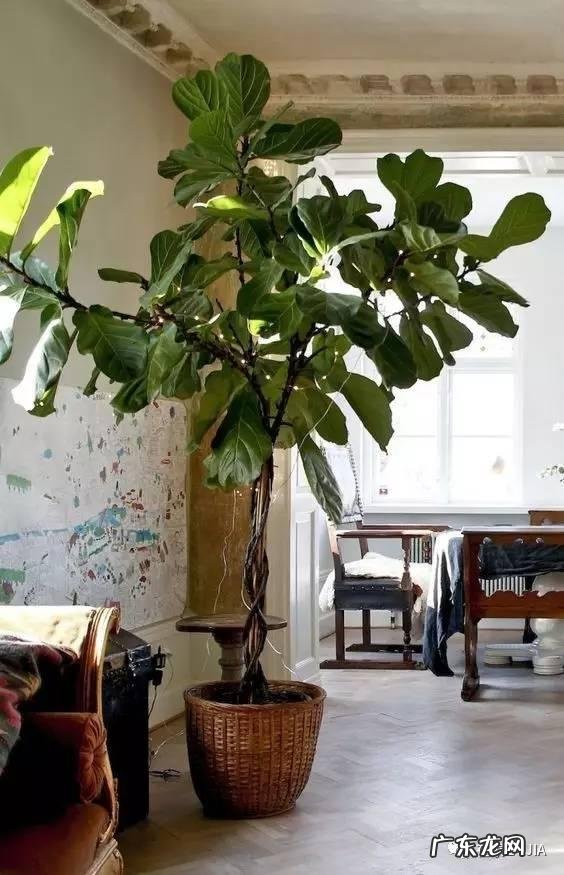 有哪些适合家庭养的大绿植?