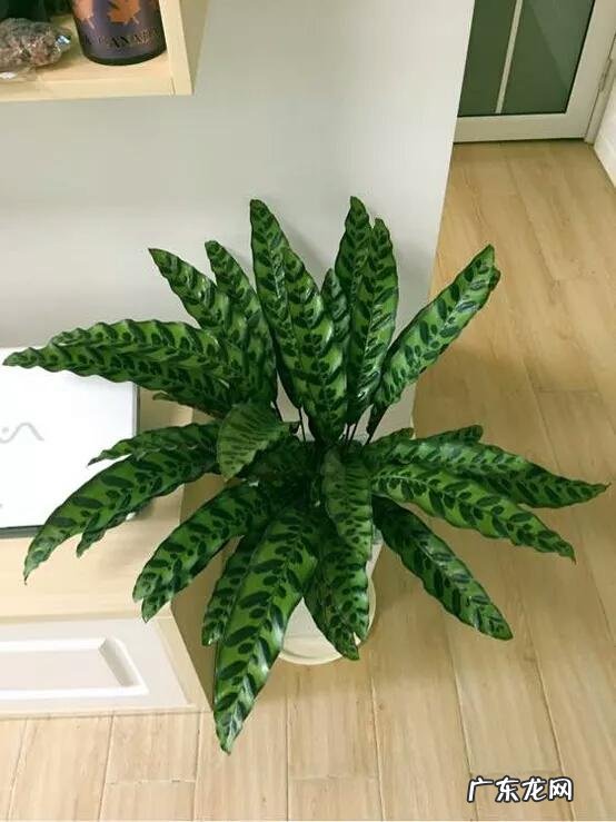 有哪些适合家庭养的大绿植?