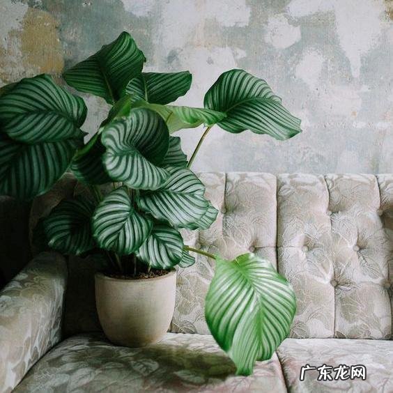 有哪些适合家庭养的大绿植?
