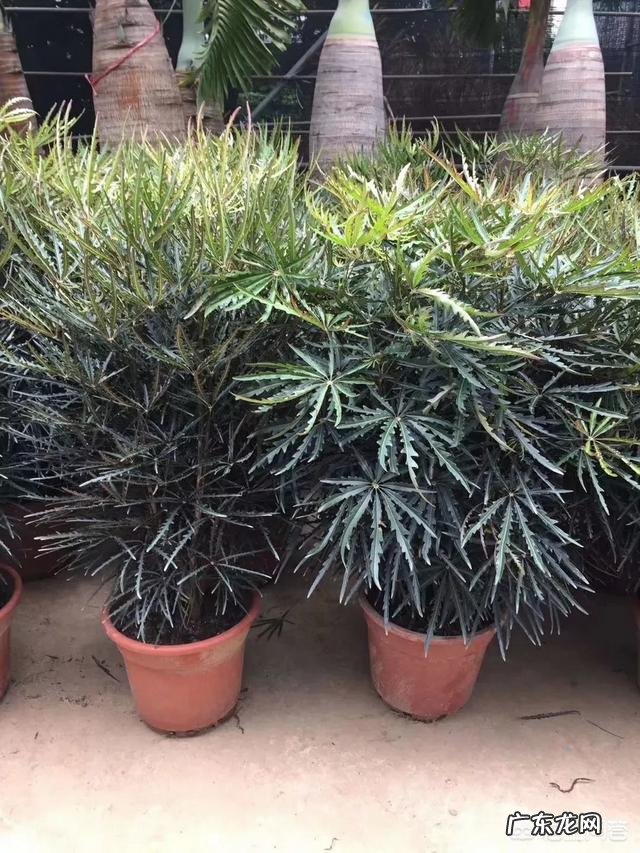 有哪些适合家庭养的大绿植?