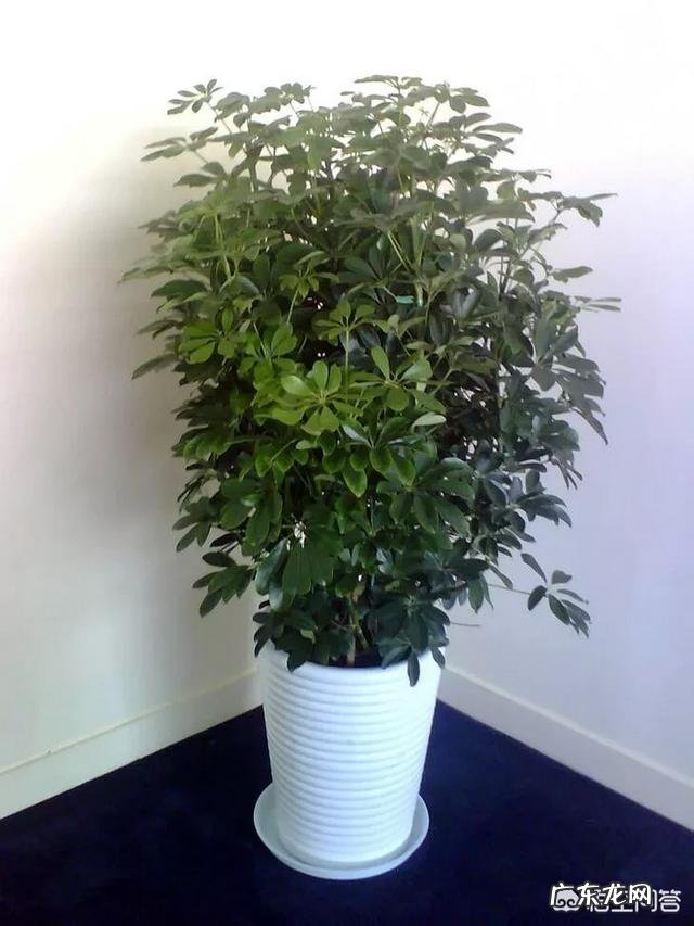 有哪些适合家庭养的大绿植?
