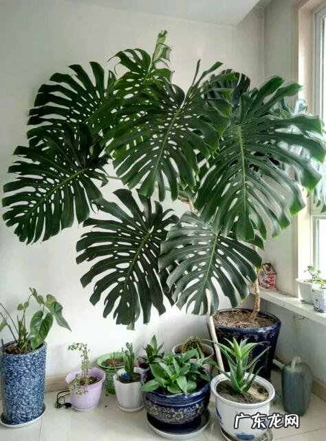 有哪些适合家庭养的大绿植?