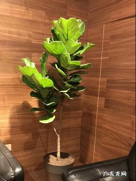 有哪些适合家庭养的大绿植?