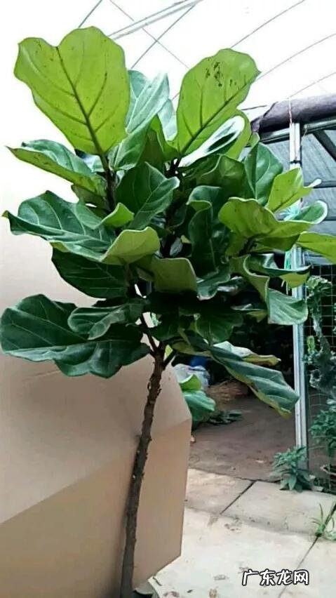 有哪些适合家庭养的大绿植?