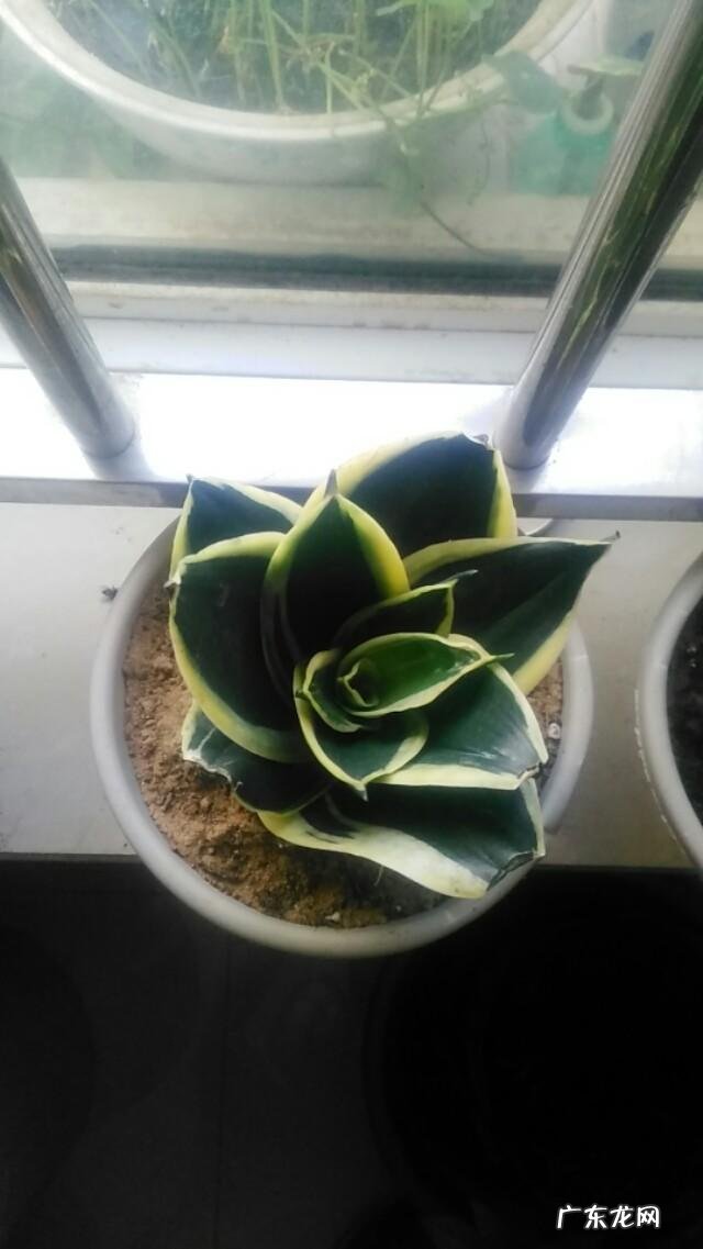 有哪些适合家庭养的大绿植?