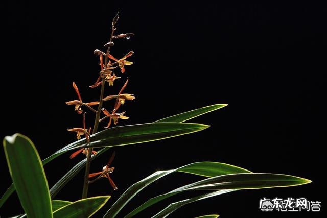 有哪些适合家庭养的大绿植?