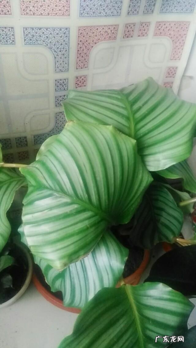 有哪些适合家庭养的大绿植?