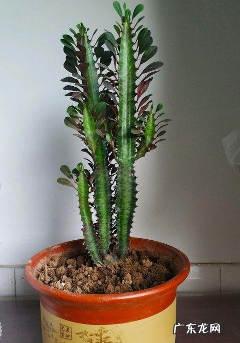 龙骨养的好,长满“龙鳞”,威风凛凛,屋里镇宅 房屋龙骨是什么样子的