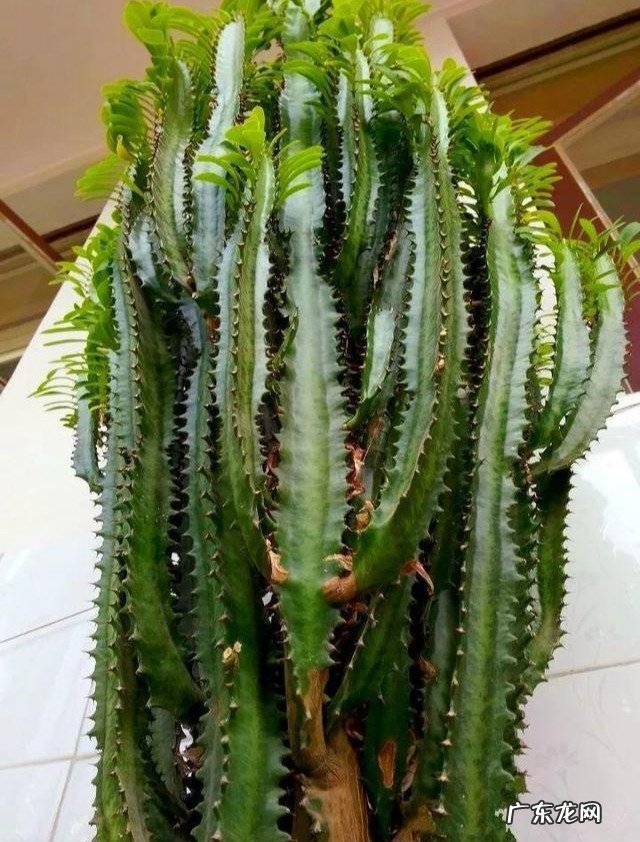 龙骨养的好,长满“龙鳞”,威风凛凛,屋里镇宅 房屋龙骨是什么样子的