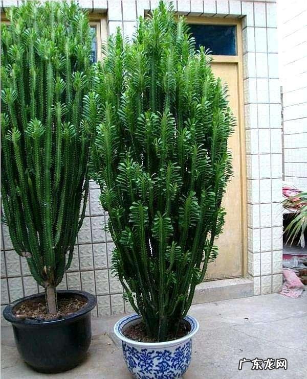 龙骨养的好,长满“龙鳞”,威风凛凛,屋里镇宅 房屋龙骨是什么样子的