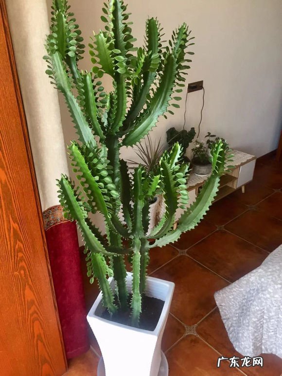 龙骨养的好,长满“龙鳞”,威风凛凛,屋里镇宅 房屋龙骨是什么样子的