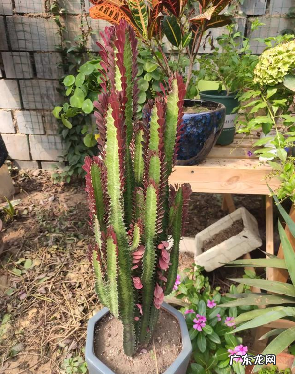 龙骨养的好,长满“龙鳞”,威风凛凛,屋里镇宅 房屋龙骨是什么样子的