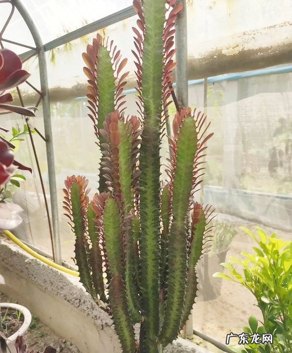 龙骨养的好,长满“龙鳞”,威风凛凛,屋里镇宅 房屋龙骨是什么样子的