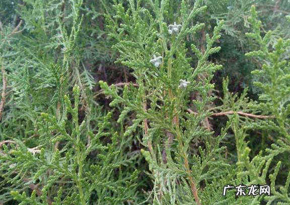 俗语“五鬼树不进宅”,指的是哪五种树?并非是迷信,看看也无妨 院子里种荔枝树风水讲究