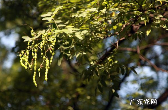 俗语“五鬼树不进宅”,指的是哪五种树?并非是迷信,看看也无妨 院子里种荔枝树风水讲究