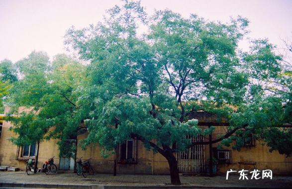 俗语“五鬼树不进宅”,指的是哪五种树?并非是迷信,看看也无妨 院子里种荔枝树风水讲究