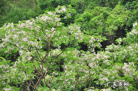 俗语“五鬼树不进宅”,指的是哪五种树?并非是迷信,看看也无妨 院子里种荔枝树风水讲究