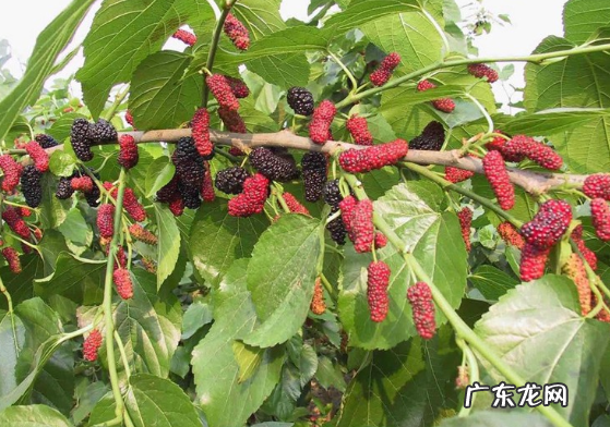 俗语“五鬼树不进宅”,指的是哪五种树?并非是迷信,看看也无妨 院子里种荔枝树风水讲究