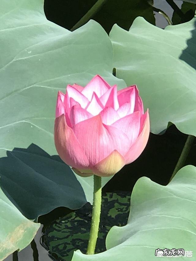 有哪些描绘荷花的绝美诗词?