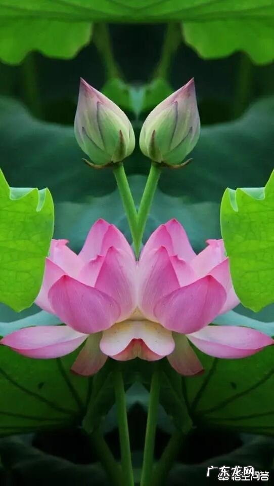 有哪些描绘荷花的绝美诗词?