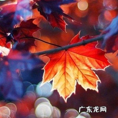 大早上的把碗打了好不好 早餐店吃到缺碗风水好吗