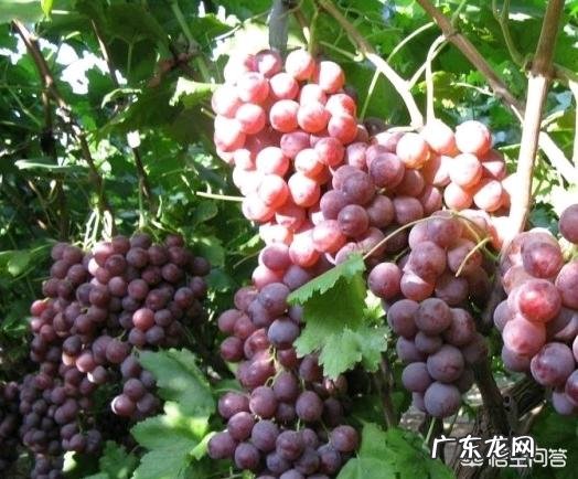 葡萄都有哪些种类，哪种最好吃？