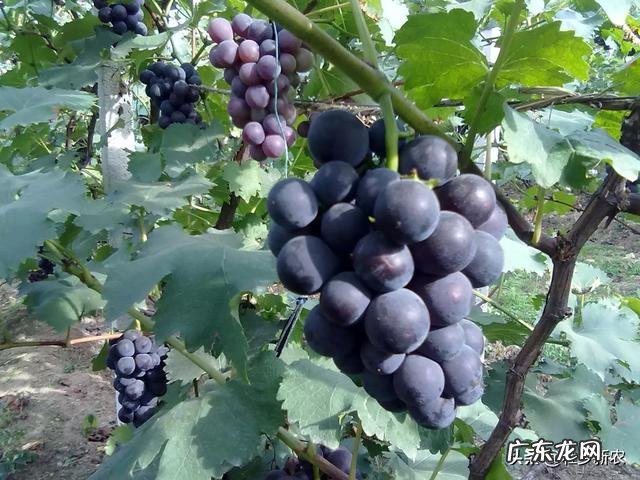 葡萄都有哪些种类，哪种最好吃？